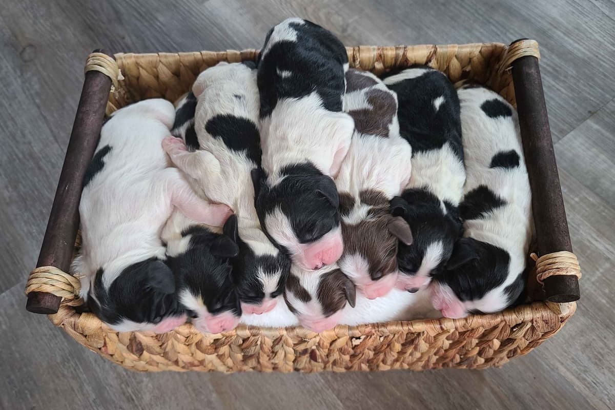 English Springer Spaniel Puppies breeder image 1
