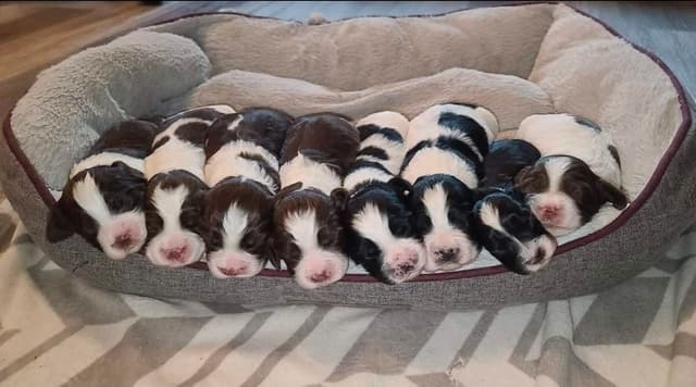 English Springer Spaniel Puppies media 2