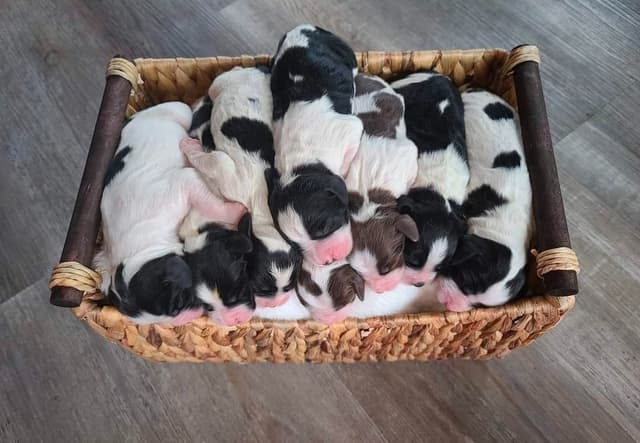 English Springer Spaniel Puppies media 3