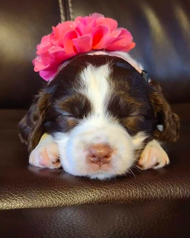 English Springer Spaniel Puppies media 4