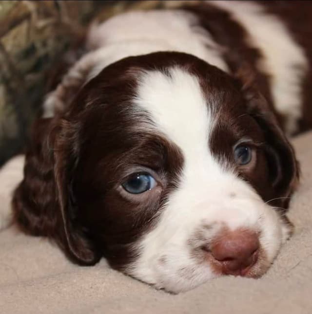English Springer Spaniel Puppies media 6