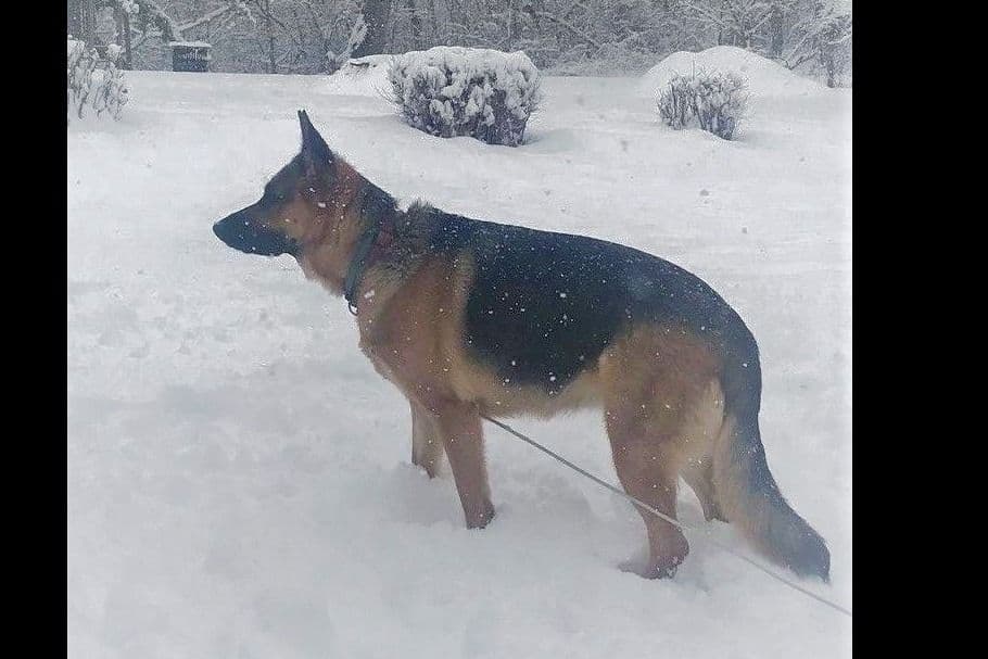 Mountain Pride German Shepherds breeder image 24