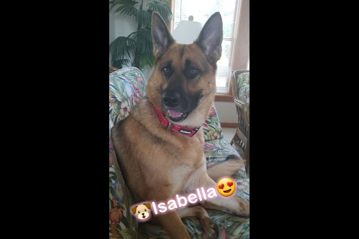 Mountain Pride German Shepherds breeder image 23