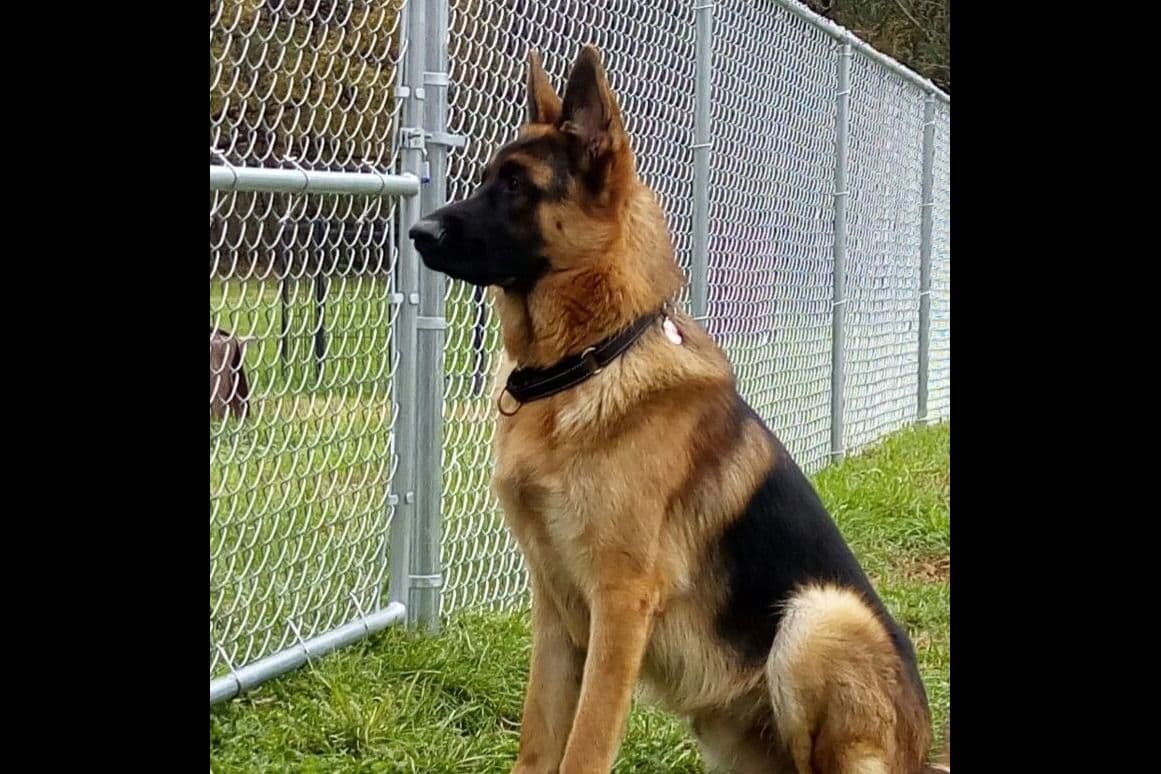 Mountain Pride German Shepherds breeder image 15