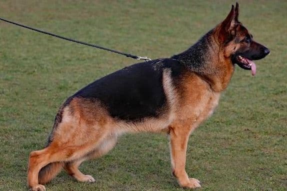 Mountain Pride German Shepherds breeder image 17