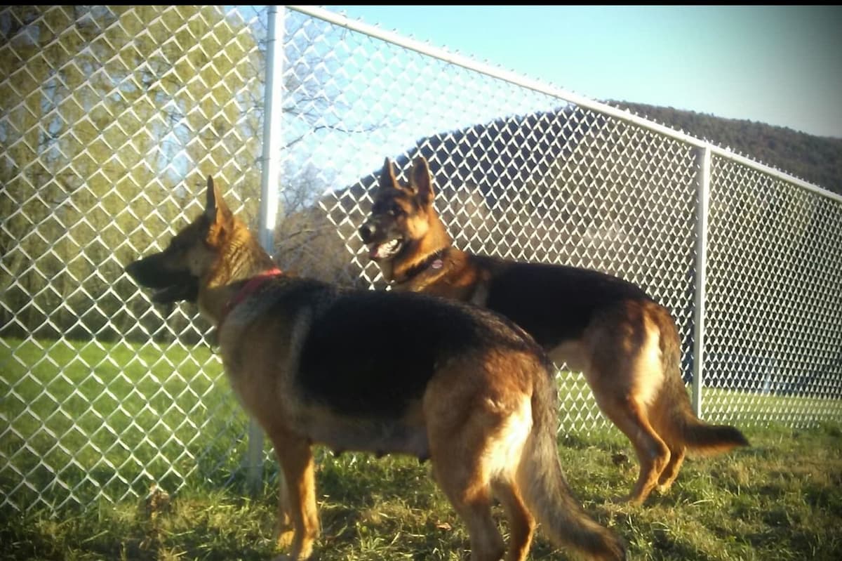 Mountain Pride German Shepherds breeder image 19