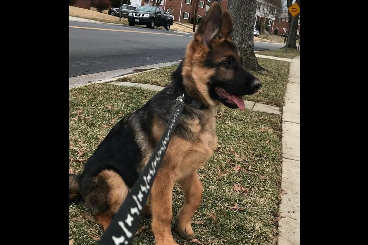 Mountain Pride German Shepherds breeder image 6