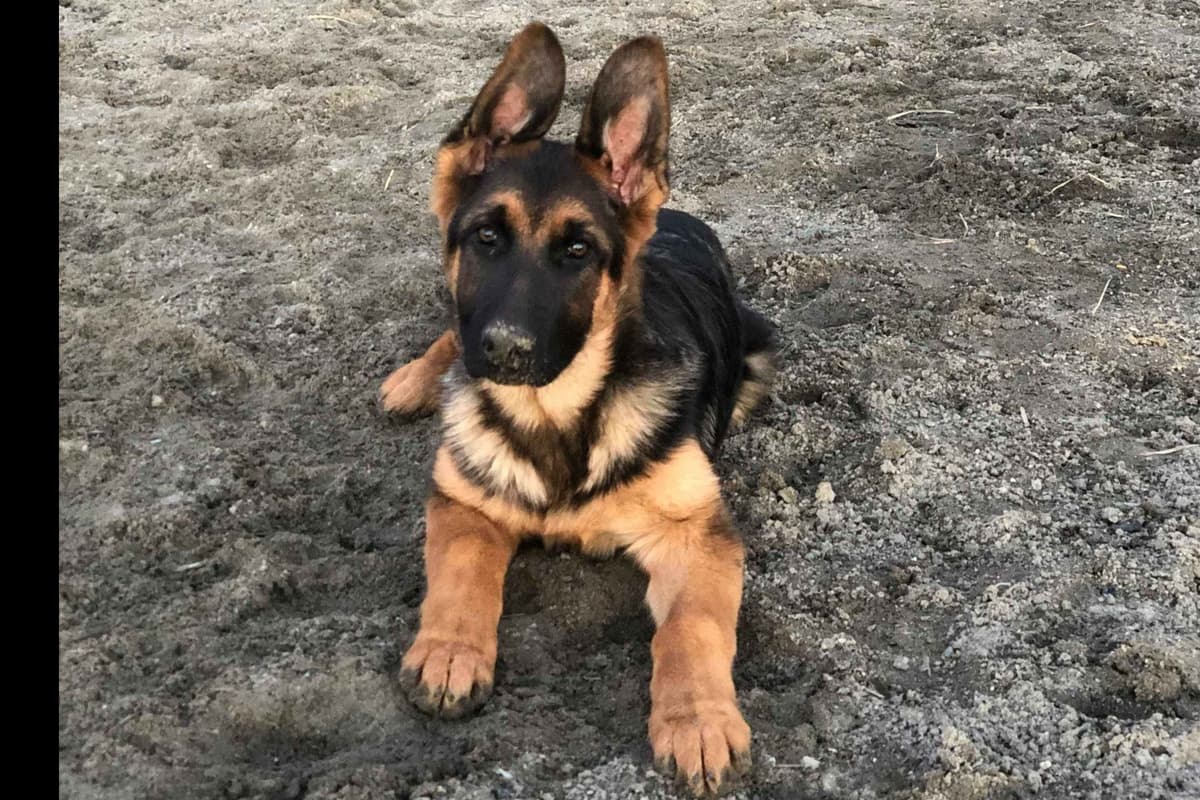 Mountain Pride German Shepherds breeder image 4