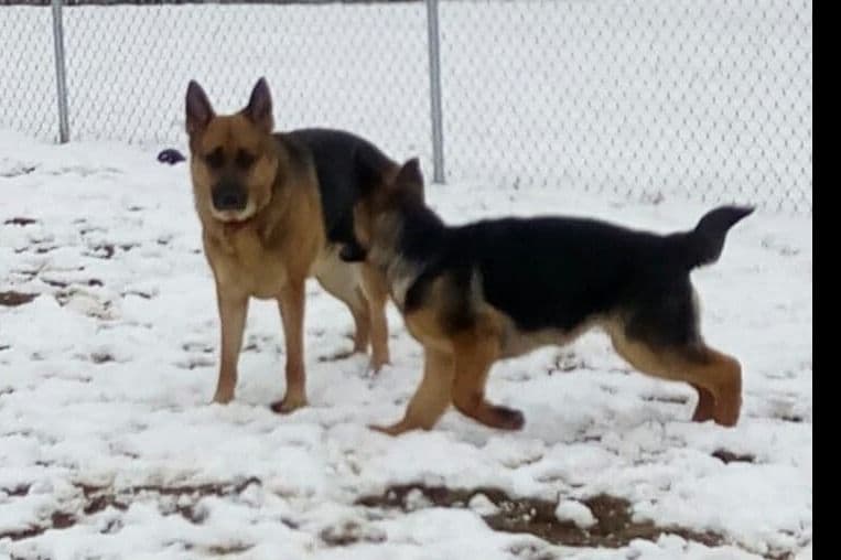 Mountain Pride German Shepherds breeder image 20