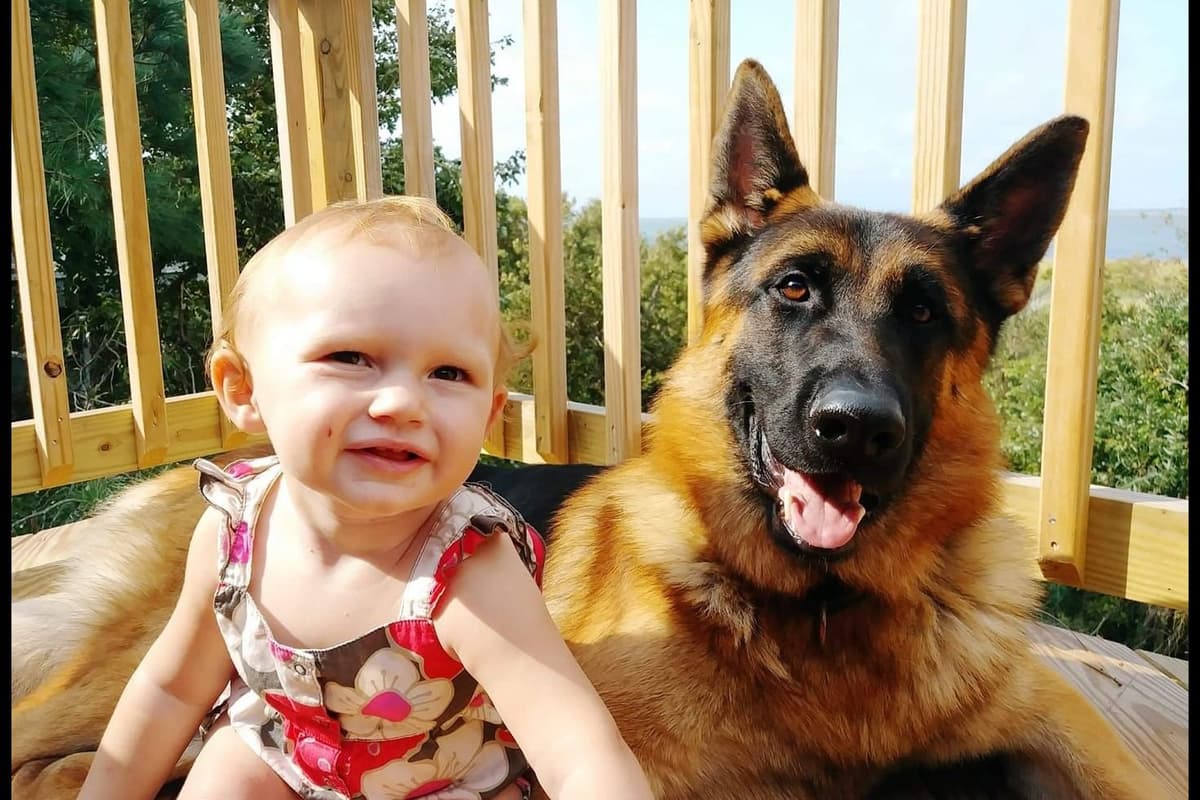 Mountain Pride German Shepherds breeder image 18
