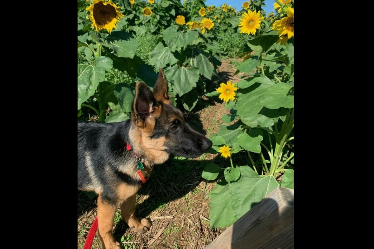 Mountain Pride German Shepherds breeder image 5