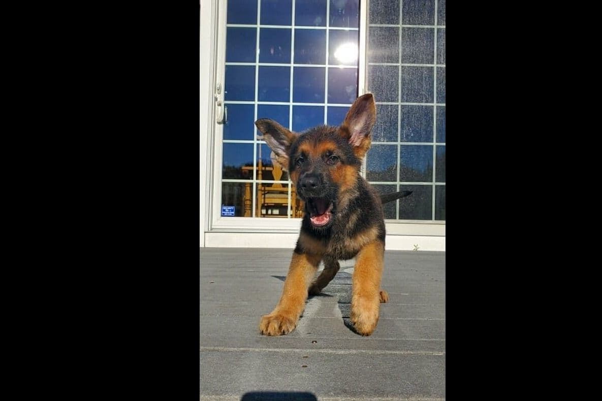 Mountain Pride German Shepherds breeder image 8