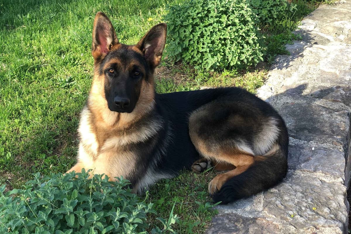 Mountain Pride German Shepherds breeder image 7