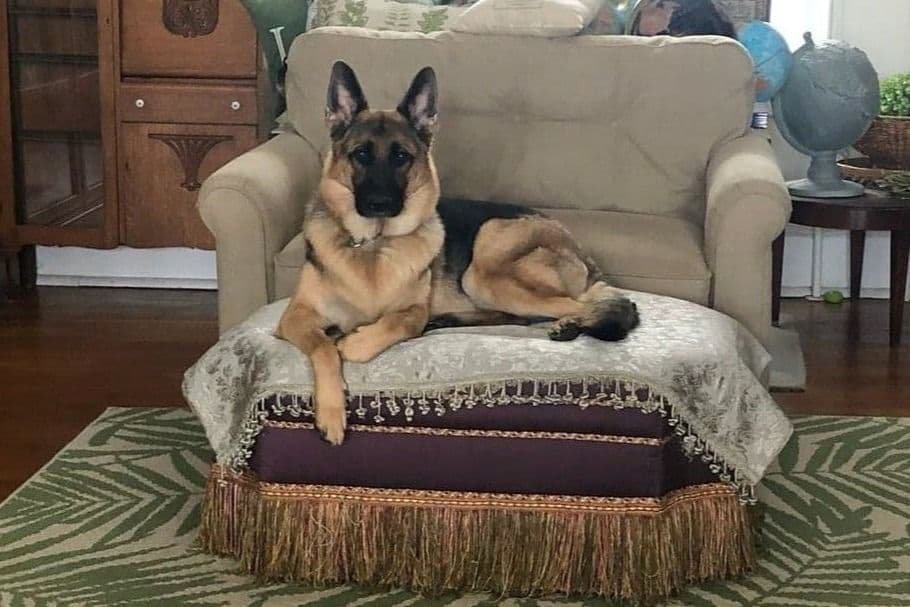 Mountain Pride German Shepherds breeder image 3