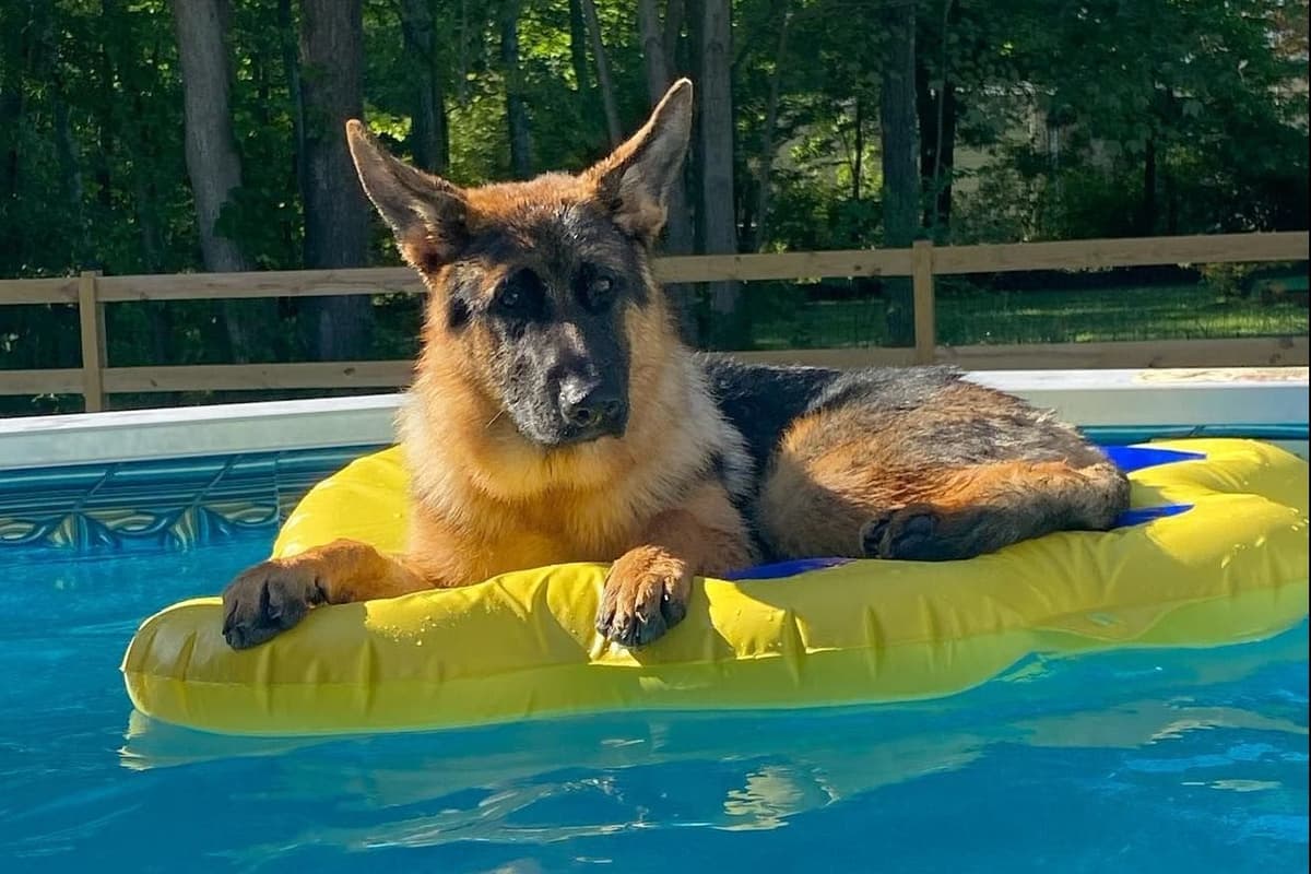 Mountain Pride German Shepherds breeder image 10