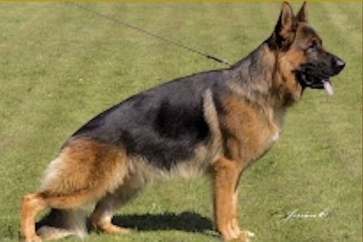 Mountain Pride German Shepherds breeder image 22