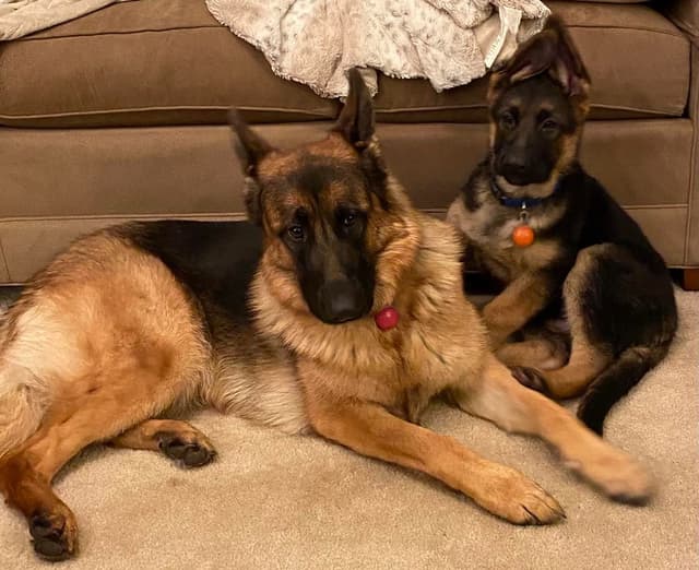 Mountain Pride German Shepherds media 2