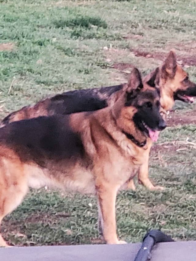 Mountain Pride German Shepherds media 4