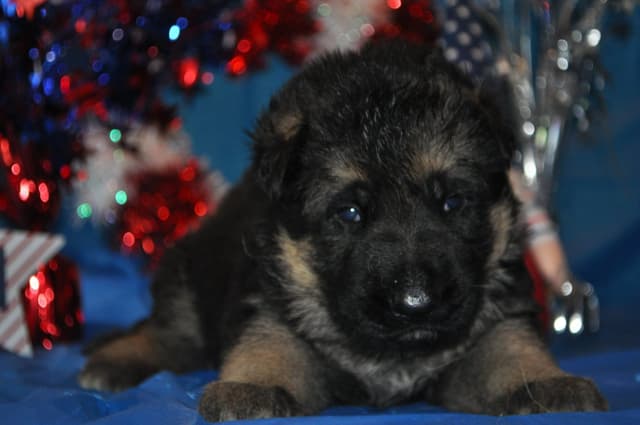 Mountain Pride German Shepherds media 5