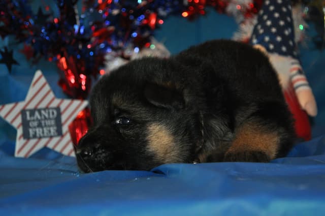 Mountain Pride German Shepherds media 6