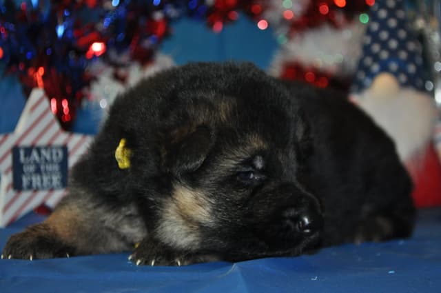 Mountain Pride German Shepherds media 7