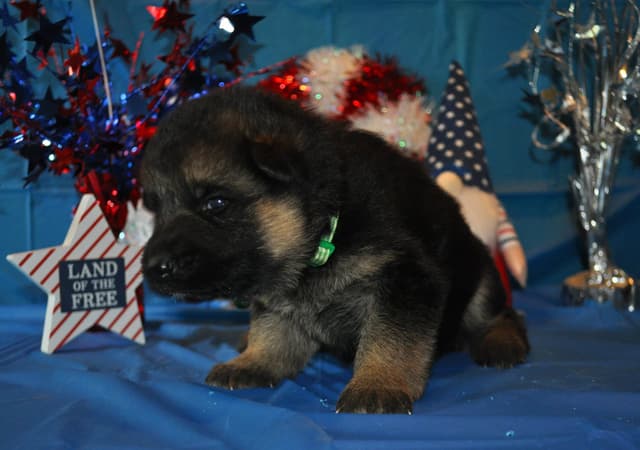 Mountain Pride German Shepherds media 8