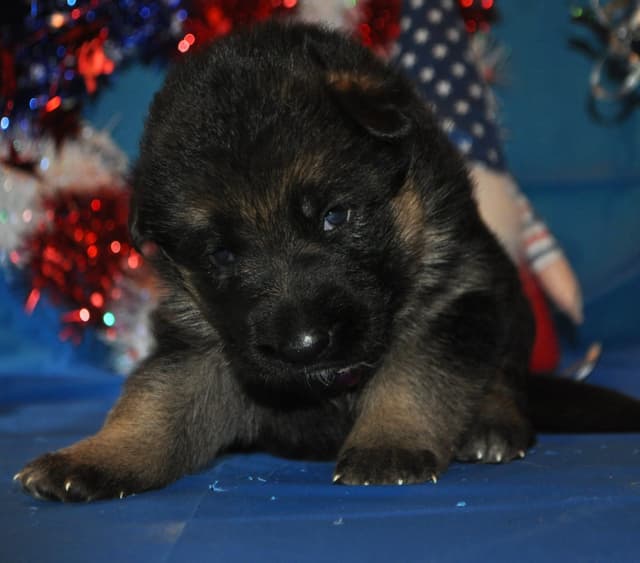 Mountain Pride German Shepherds media 9