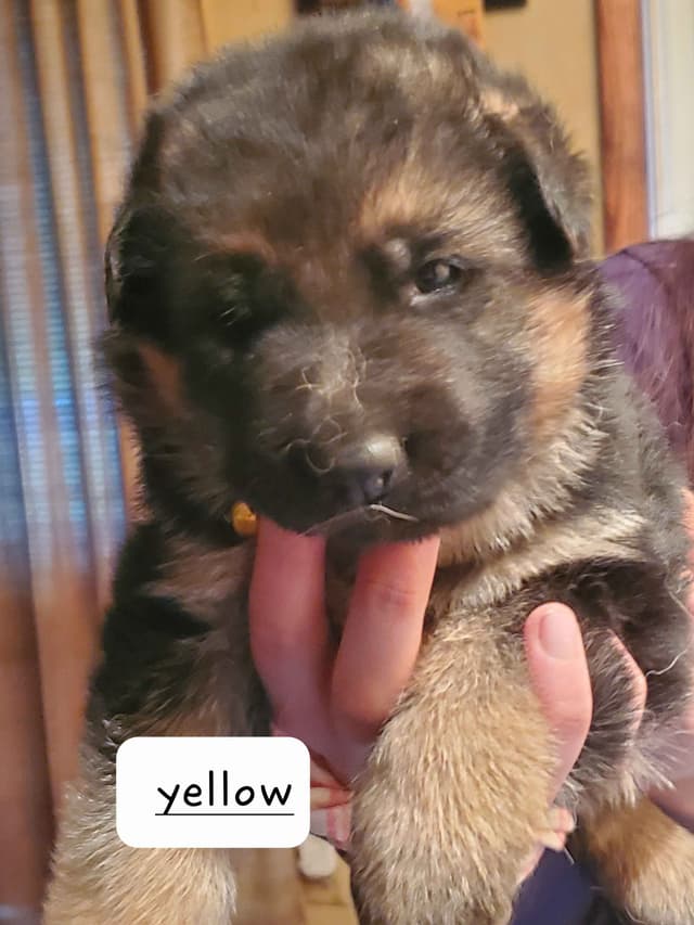 Mountain Pride German Shepherds media 12