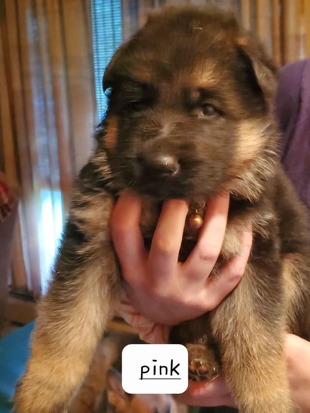 Mountain Pride German Shepherds media 14