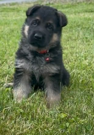 Mountain Pride German Shepherds media 15