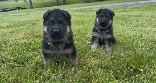 Mountain Pride German Shepherds media 16