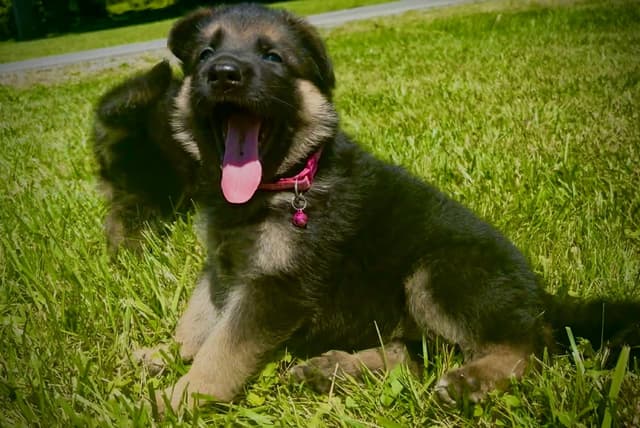 Mountain Pride German Shepherds media 18