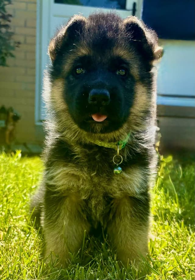 Mountain Pride German Shepherds media 20