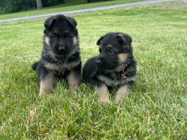 Mountain Pride German Shepherds media 21