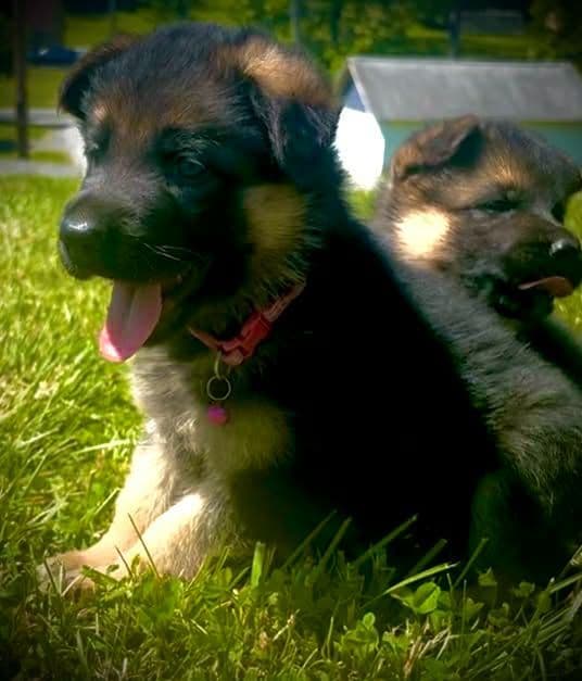 Mountain Pride German Shepherds media 22