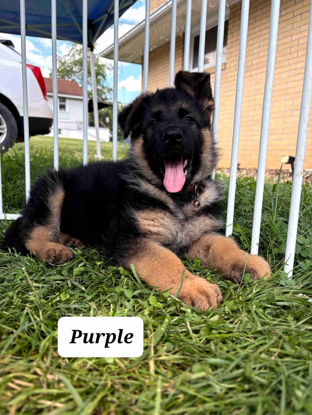 Mountain Pride German Shepherds media 25