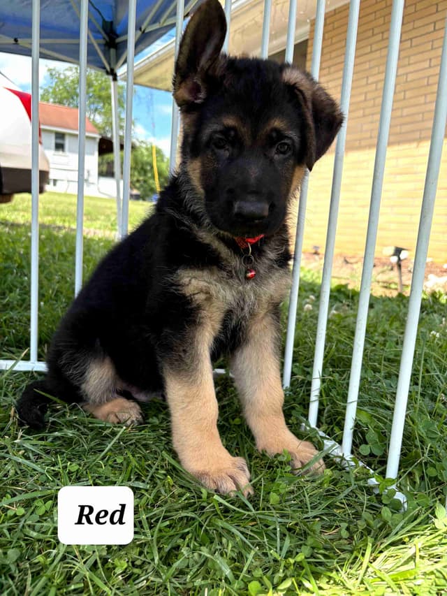 Mountain Pride German Shepherds media 26