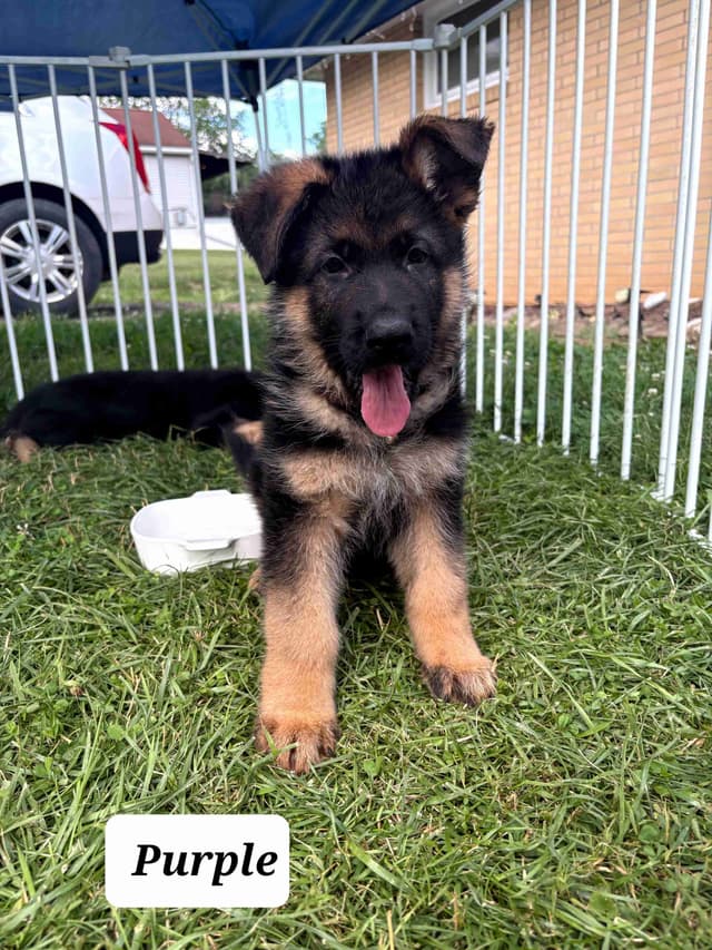 Mountain Pride German Shepherds media 27