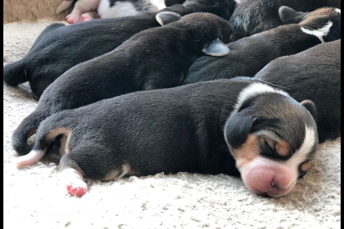 Blue/silver tricolor beagle puppies breeder image 3