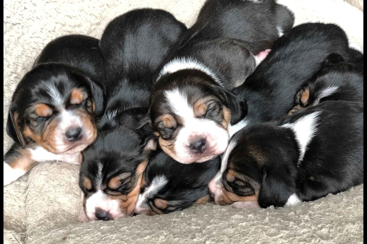 Blue/silver tricolor beagle puppies breeder image 12