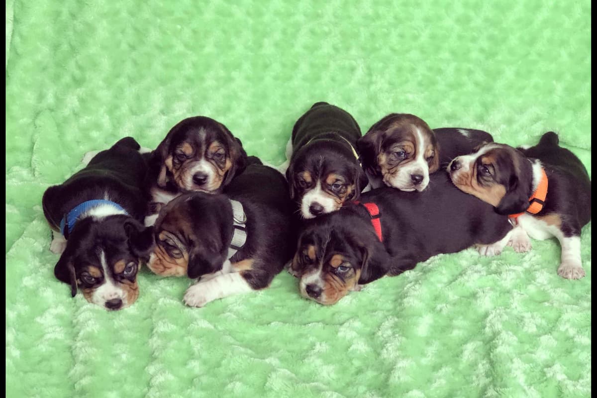 Blue/silver tricolor beagle puppies breeder image 8