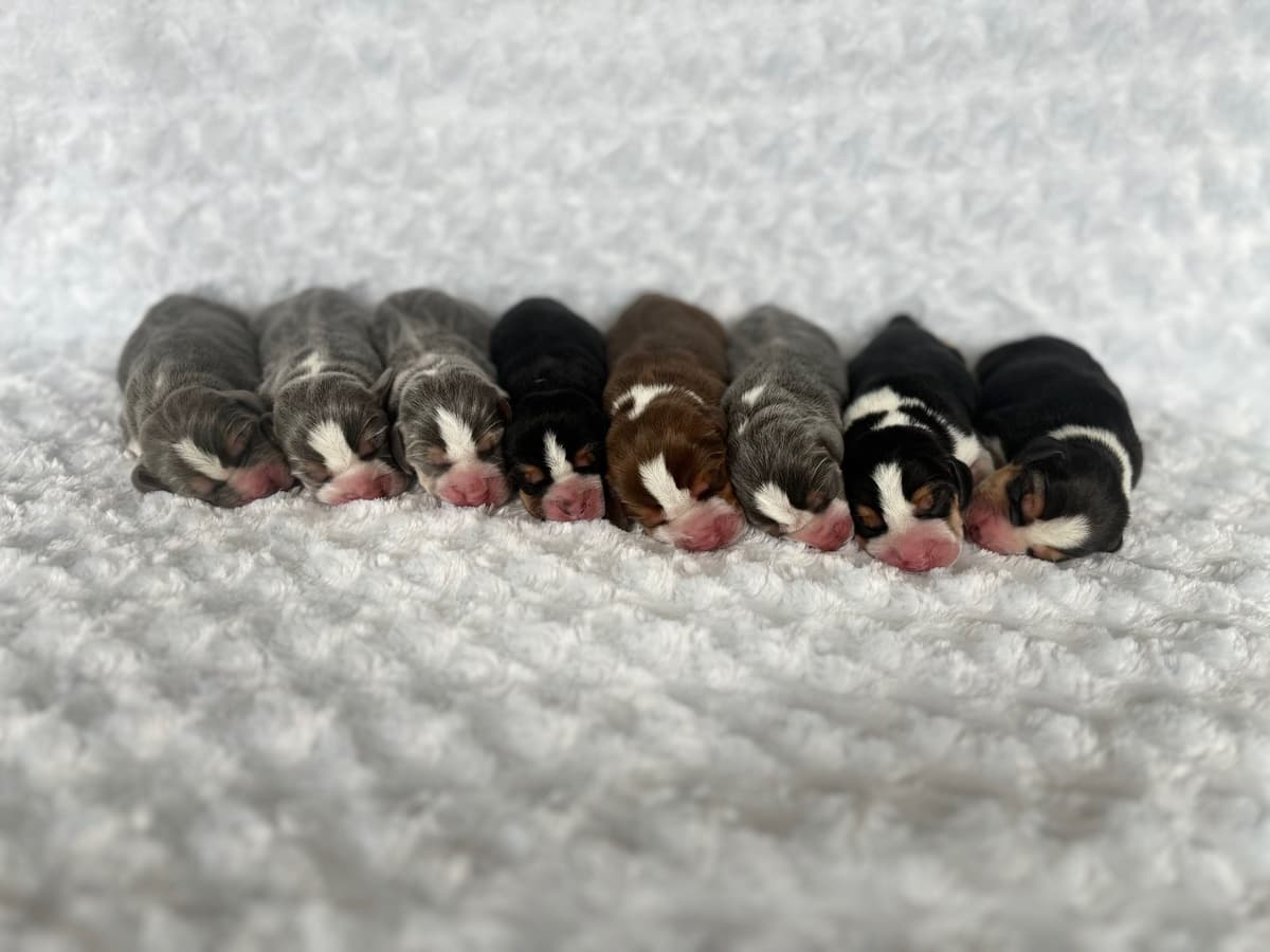Blue/silver tricolor beagle puppies breeder image 4