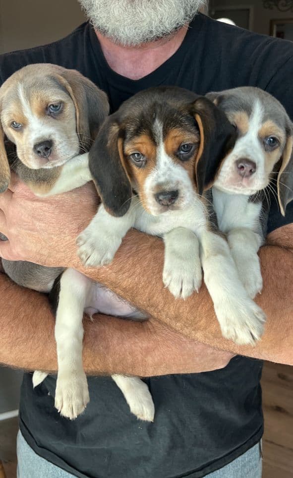 Blue/silver tricolor beagle puppies breeder image 1