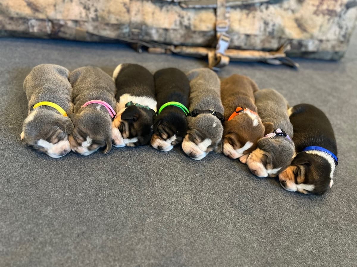 Blue/silver tricolor beagle puppies breeder image 6
