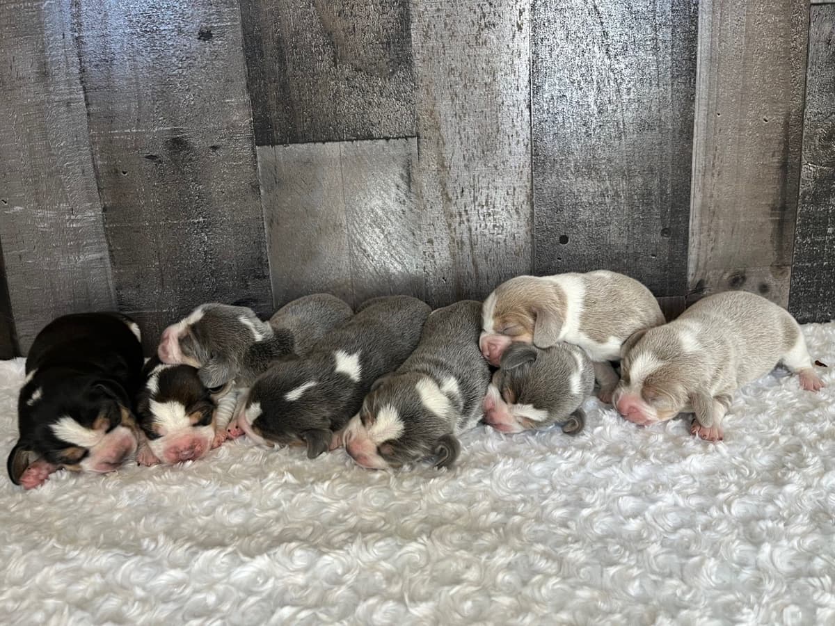Blue/silver tricolor beagle puppies breeder image 2