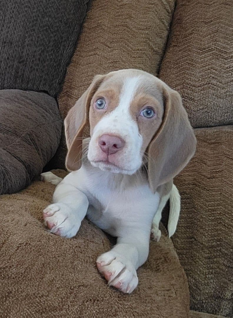 Blue/silver tricolor beagle puppies breeder image 5