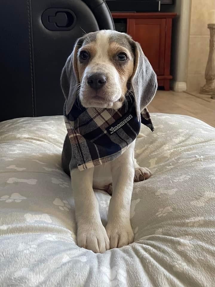 Blue/silver tricolor beagle puppies breeder image 7