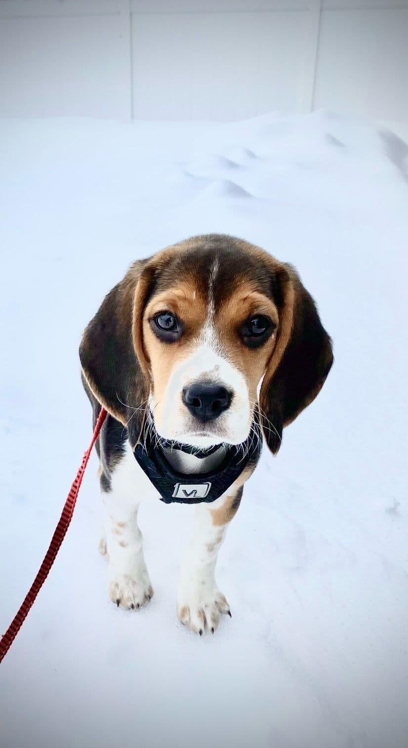 Blue/silver tricolor beagle puppies breeder image 9