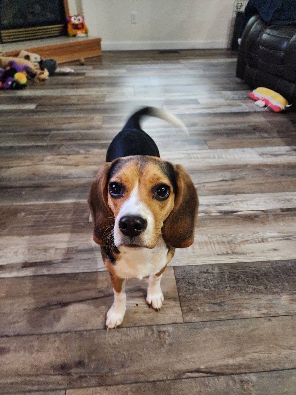 Blue/silver tricolor beagle puppies breeder image 11