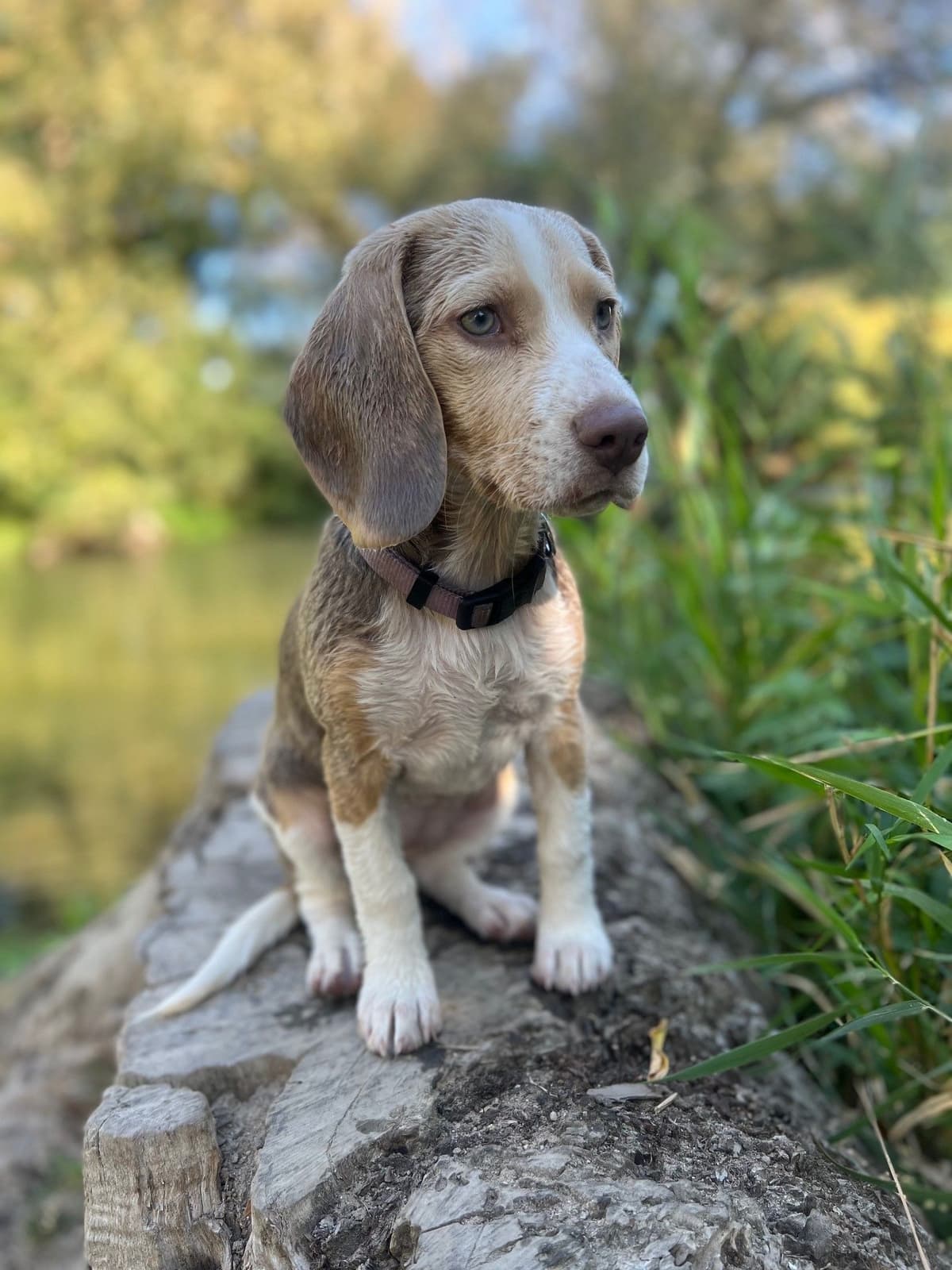Blue/silver tricolor beagle puppies breeder image 13